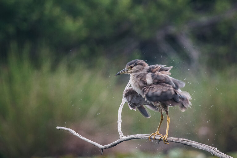 Gérard Barbier - Reveil-du-petit_